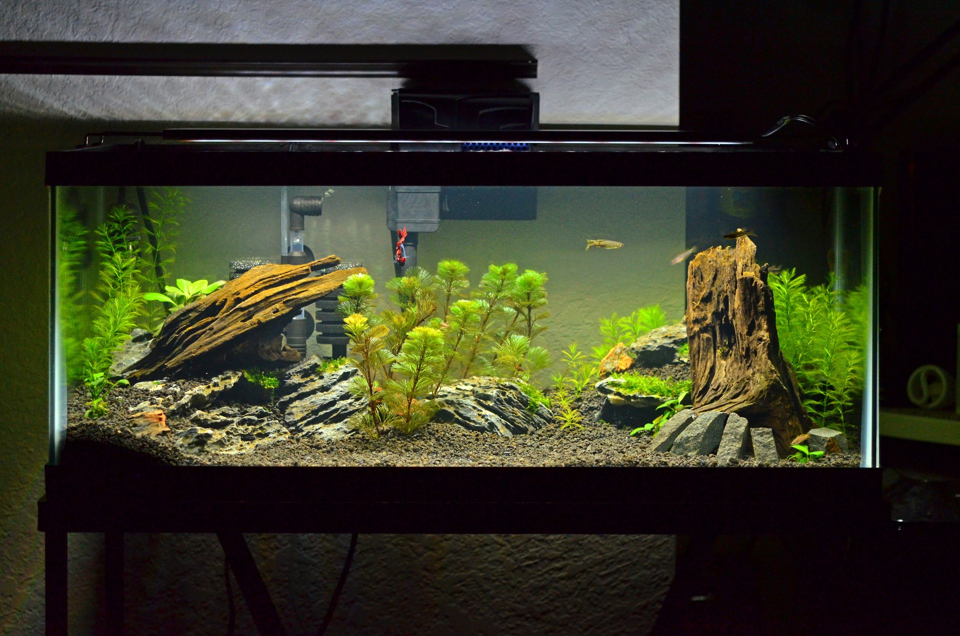 Microfish Planted Aquascape