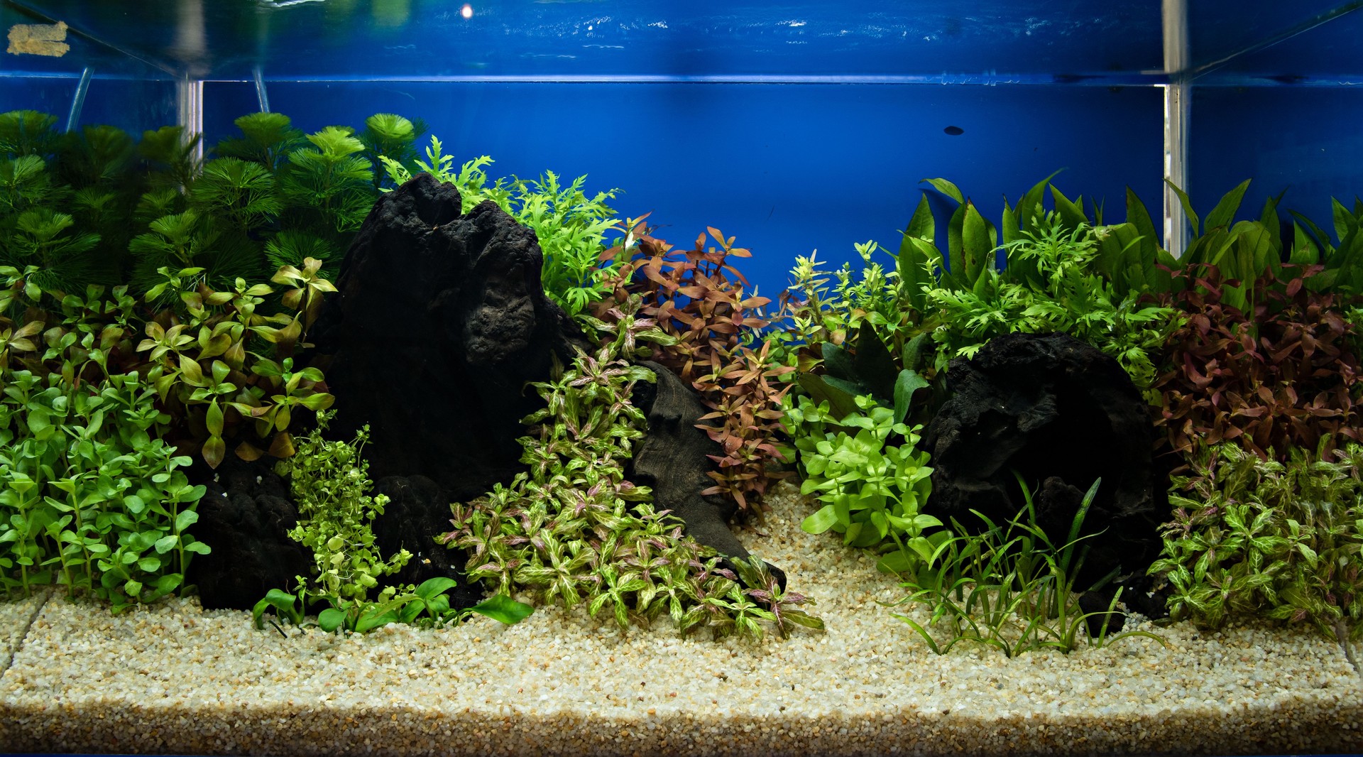 Aquascaping of the planted aquarium