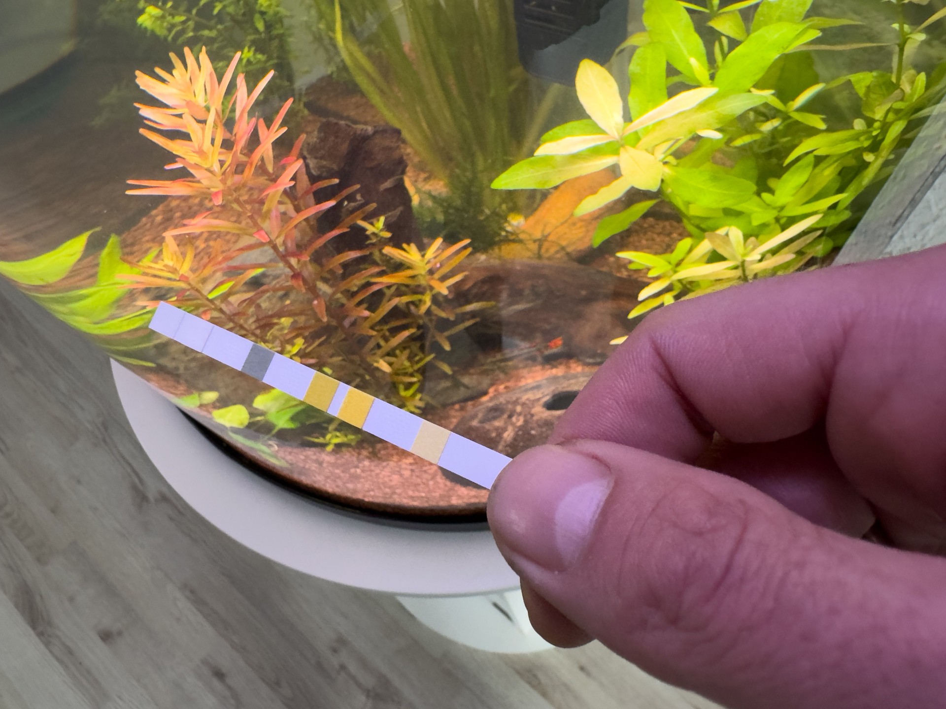 freshwater aquarium watertest with a test strip